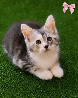 MaineCoon XXL Pedigree