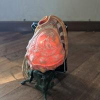 Cammeo Antico Lampada Con Conchiglia