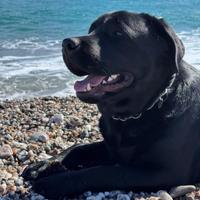 Labrador 6 mesi con pedigree