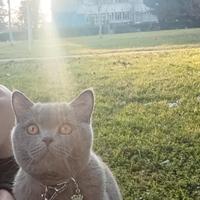 Accoppiamento gatto british shorthair
