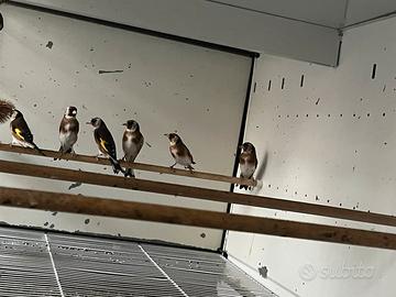 Cardellini Ancestrali