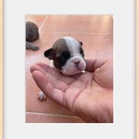 Bulldog francese