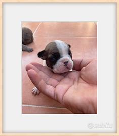 Bulldog francese