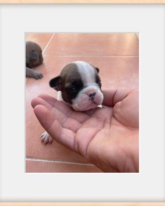 Bulldog francese