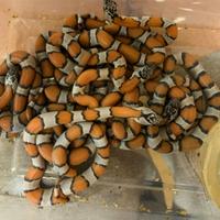 Serpenti di diverse specie