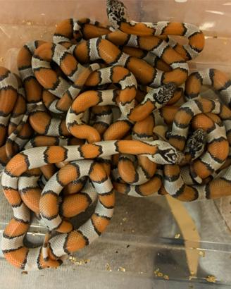 Serpenti di diverse specie