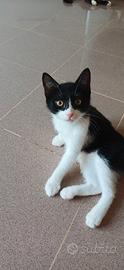 Gattina dolcissima