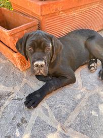 Cane corso