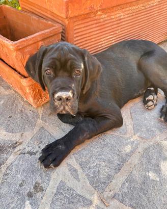 Cane corso