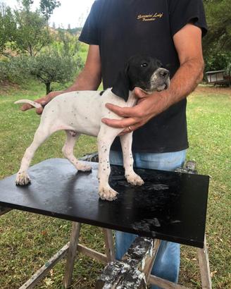 Cucciolo di pointer