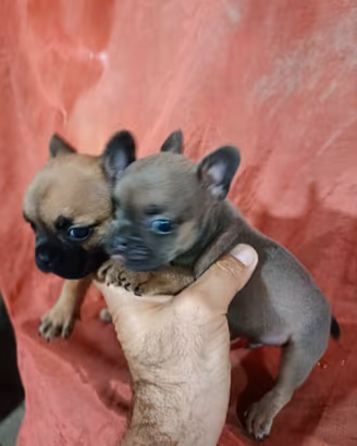 Bulldog francese
