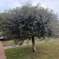 ulivo