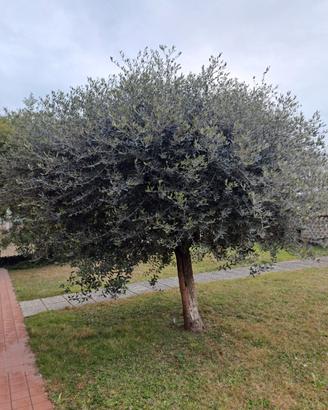 ulivo