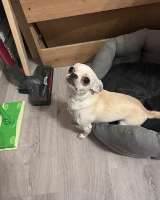 Chihuahua femmina
