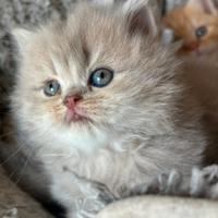 Cuccioli British shorthair e longhair
