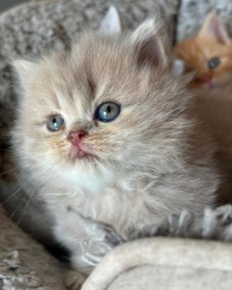 Cuccioli British shorthair e longhair