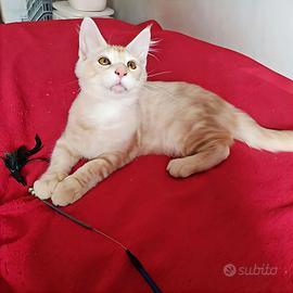 Splendido maschietto Maine Coon XXL prezzo special