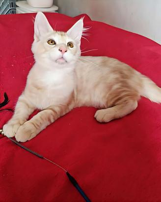 Splendido maschietto Maine Coon XXL prezzo special