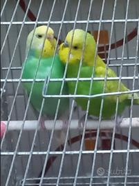 Coppie di cocorite e 2 inseparabili