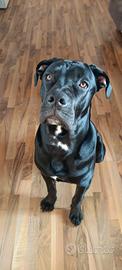 Cane corso