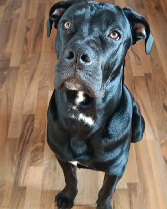 Cane corso