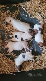 Cuccioli Jack Russell Terrier