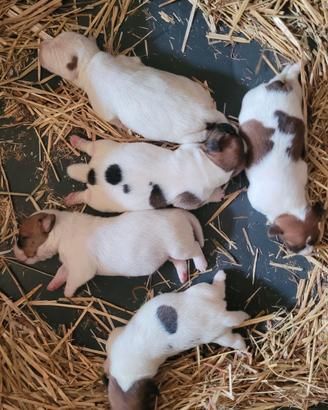 Cuccioli Jack Russell Terrier