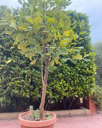 Pianta limone