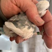 Inseparabili pulli pappagalli 3460315916