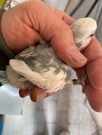 Inseparabili pulli pappagalli 3460315916