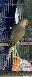Parrocchetto dal collare cleartail Femmina