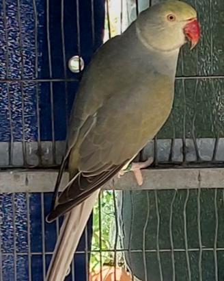 Parrocchetto dal collare cleartail Femmina
