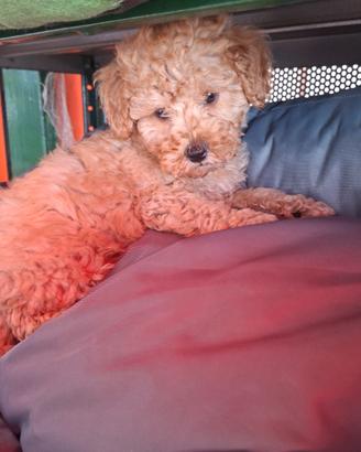 Stupendo cucciolo di barboncino toy maschio albico