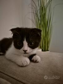 Gattino scottish fold