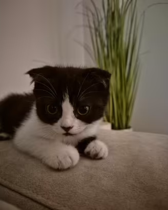 Gattino scottish fold