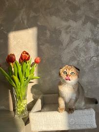 Cucciolo Scottish Fold