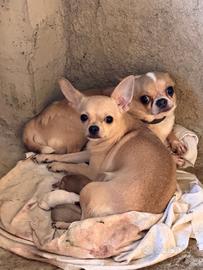Cuccioli chihuahua