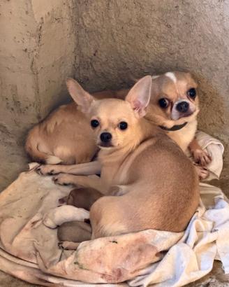 Cuccioli chihuahua