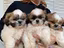 Immagine 2