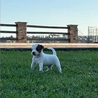 Cuccioli Parson Russell terrier