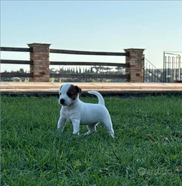 Cuccioli Parson Russell terrier