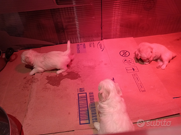 Cuccioli maltese