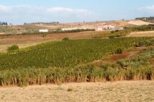 Terreno e vigna