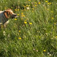 Femmina di Breton di 4 anni pronta caccia