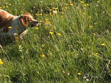 Femmina di Breton di 4 anni pronta caccia