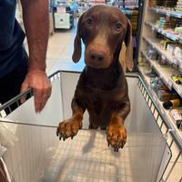 Bassotto 1 anno e mezzo per monta