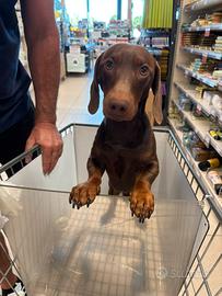 Bassotto 1 anno e mezzo per monta