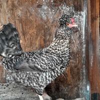 Gallina Padovana Sparviero