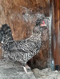 Gallina Padovana Sparviero