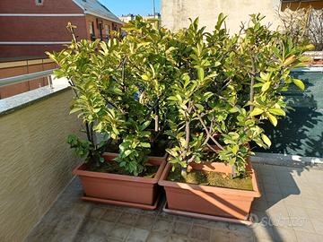 Vasi con porta vasi (SENZA PIANTE)